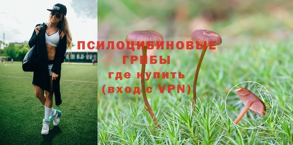 стаф Аркадак